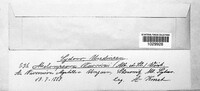 Melampsora vaccinii image